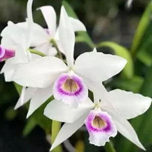 Orquídea Cattleya Purpurata Anelata Self