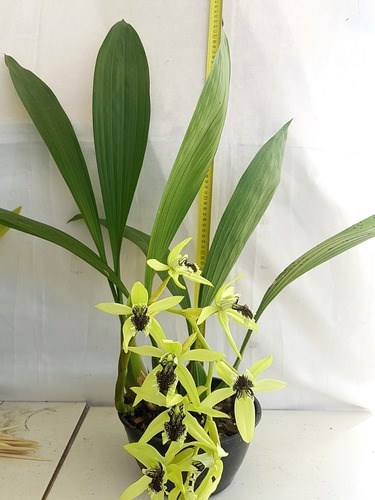 Orquídea Coelogyne pandurata Planta Adulta Flor Verde Linda