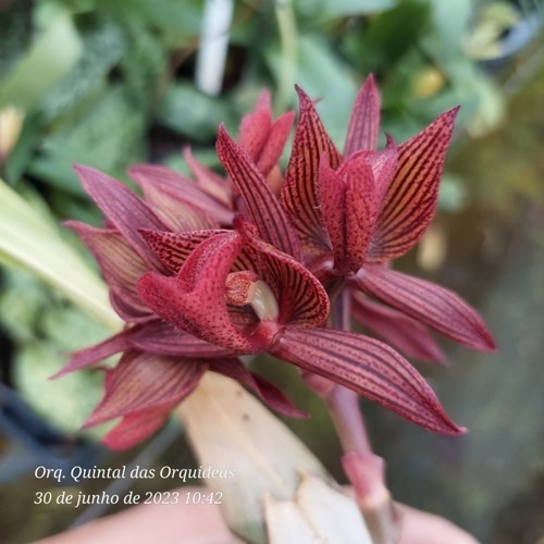 Mormodes Strawberry Fields - Adulto