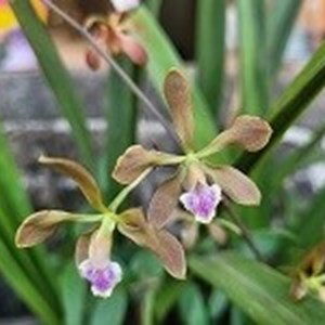 Registro Disponível: Encyclia gallopavina x Encyclia Mineirinha