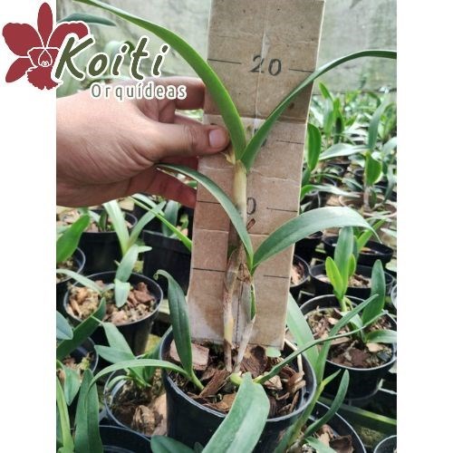 Orquídea Epicattleya Volcano Trick - Adulta