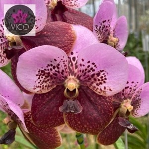Orquídea (Vanda Tawessuka x Vanda Lenavat) x Vanda Pinchai Beauty