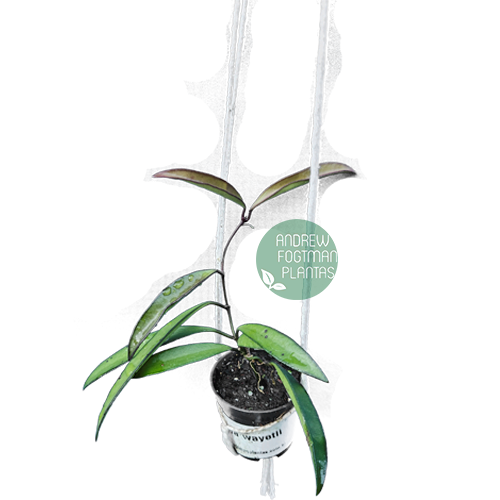 Flor de cera Hoya wayetii - muda enraizada no pote nº 6