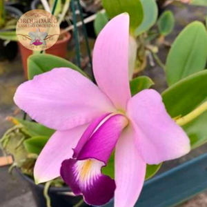 Orquídea Cattleya violacea coerulea Fabio Narras x Cat. violacea Bela Vista