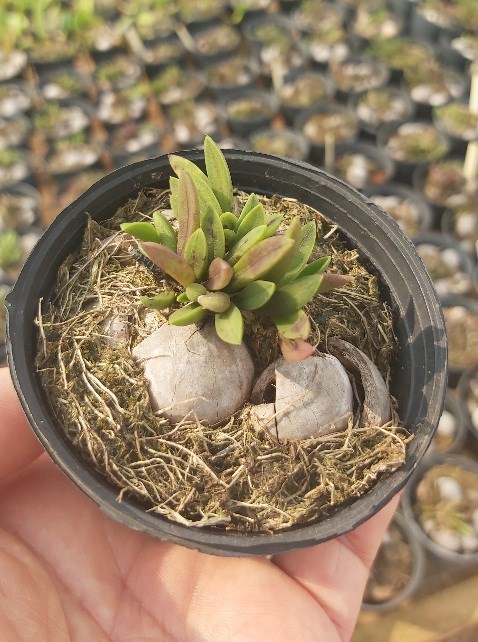 Micro Orquídea Physosiphon sarracenia (=Pleurothallis sarracenia)- "Orquídea Suculenta"