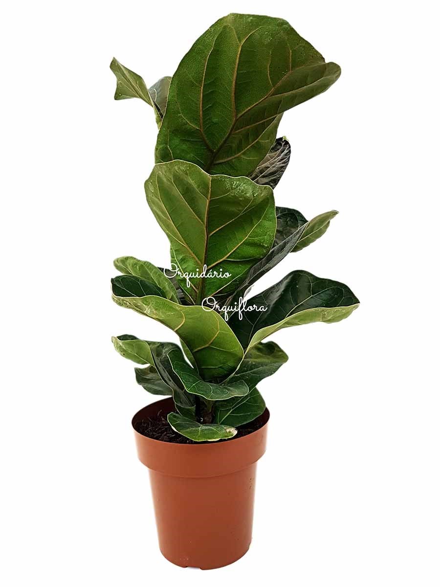 Muda Ficus Lyrata Bambino Planta Natural