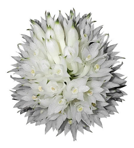 Orquídea Dendrobium purpureum Planta Adulta Flor Exótica