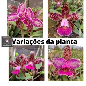 Orquídea Cat. Schilleriana x Cat. Karol Wojtyla (LANÇAMENTO)