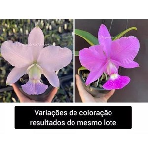 Orquídea Cattleya walkeriana Equilíbrio X Cw.top Coerulea X Cw.xisto Redonda