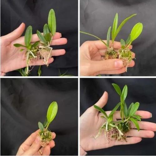 Kit com 10 Mudas De Orquídea Para Replantar