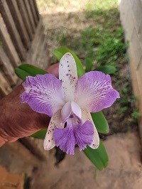 Cattleya Dipozzi Tiziano  x Cattleya amethystoglossa ( coerulia ) 