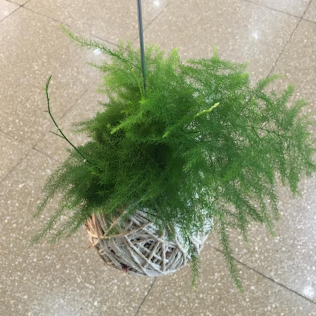 Kokedama de Melindre