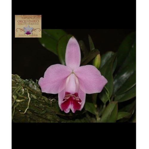 Orquídea Hadrolaelia pumila vinicolor