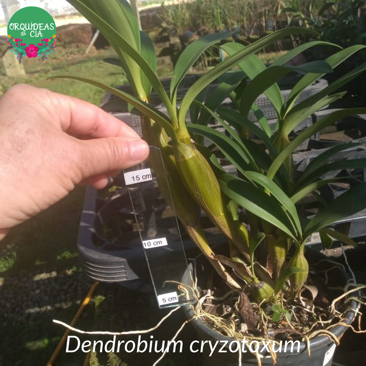 Orquídea Dendrobium chrysotoxum
