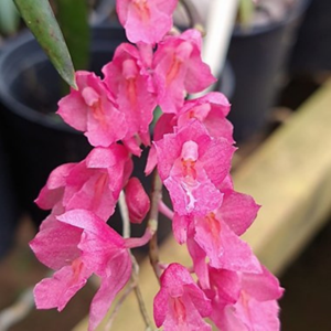 Orquídea Rodriguezia lanceolata ( =Rodriguezia secunda) mudas