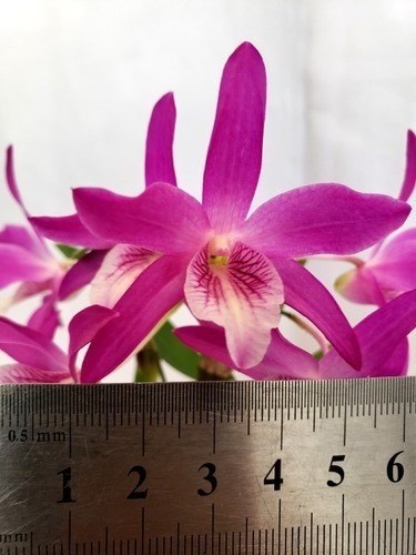 Kit 2 Orquídeas Dendrobium Stardust's ! Plantas Adultas !