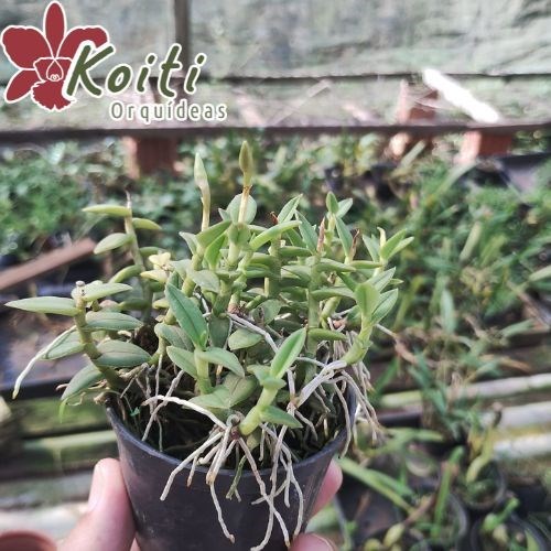 Orquídea Epidendrum Porpax - Adulta