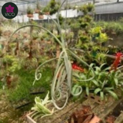 Tillandsia Duratii Duratii (GRANDE)