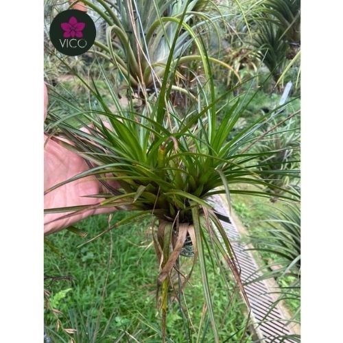 Tillandsia Dodsonii