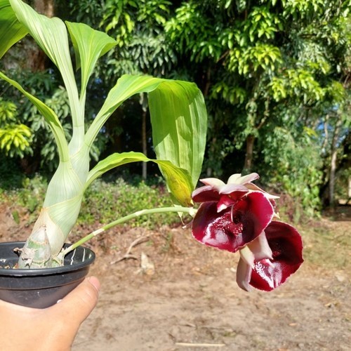 Catasetum Susan Fuchs - Adulto