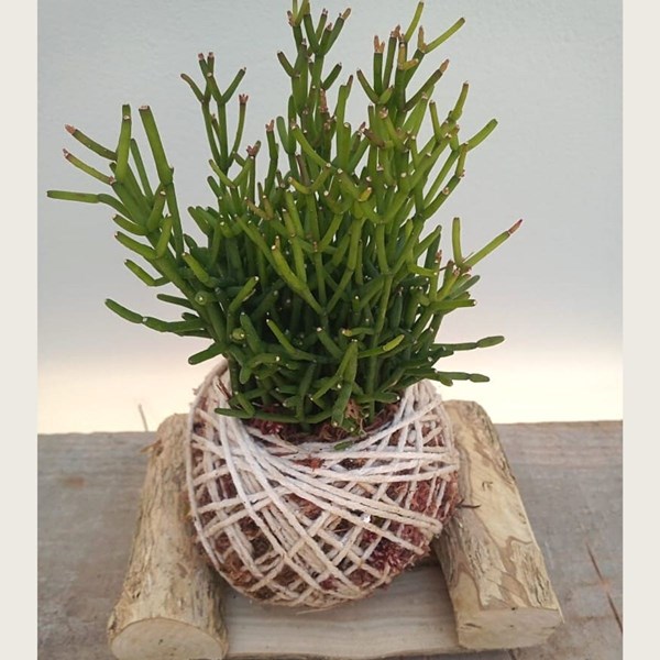 Kokedama de Folhagem Ripsalis