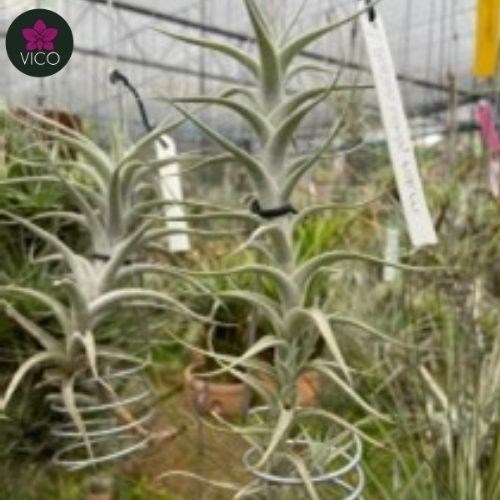 Tillandsia Albida (GRANDE)