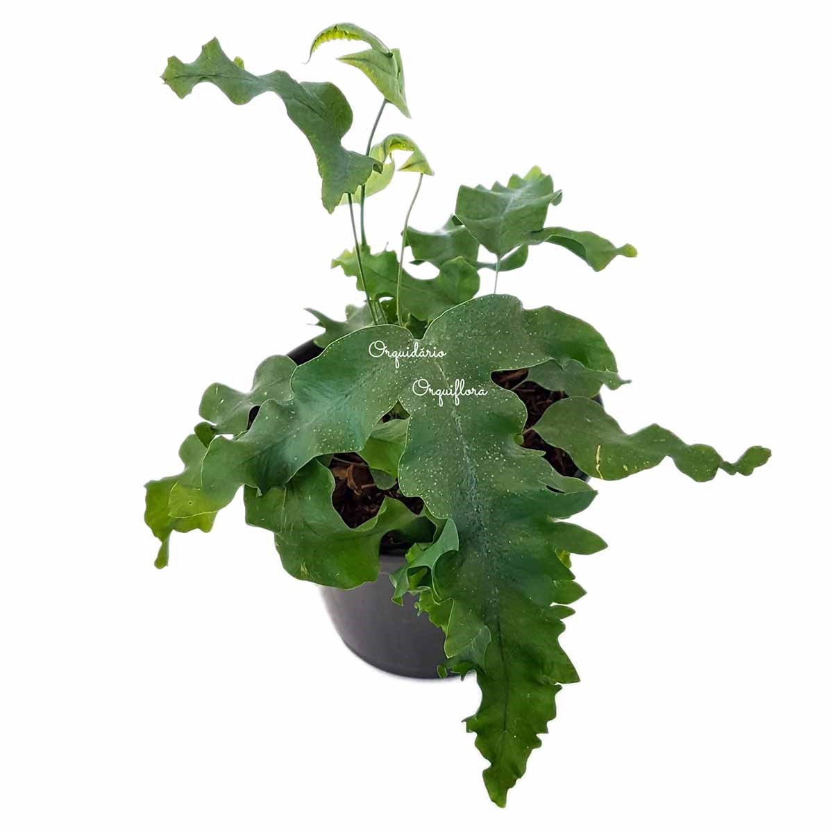 Muda Samambaia-Azul Polypodium Aureum Planta Natural