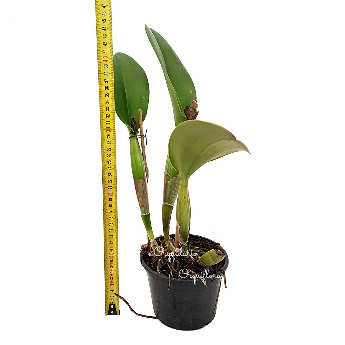 Orquídea Cattleya Flor Amarela Planta Adulta