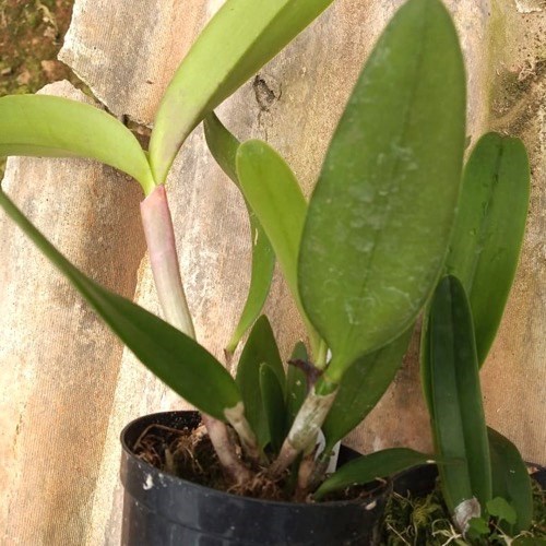 Kit 10 Mudas de Cattleya Pequenas coloridas com identificação