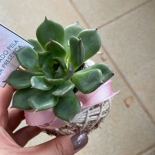 Kit 10 Mini Kokedamas de Suculentas Variadas