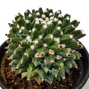 Cacto Bola Cactus Mammillaria Polythele Maior Vaso 15