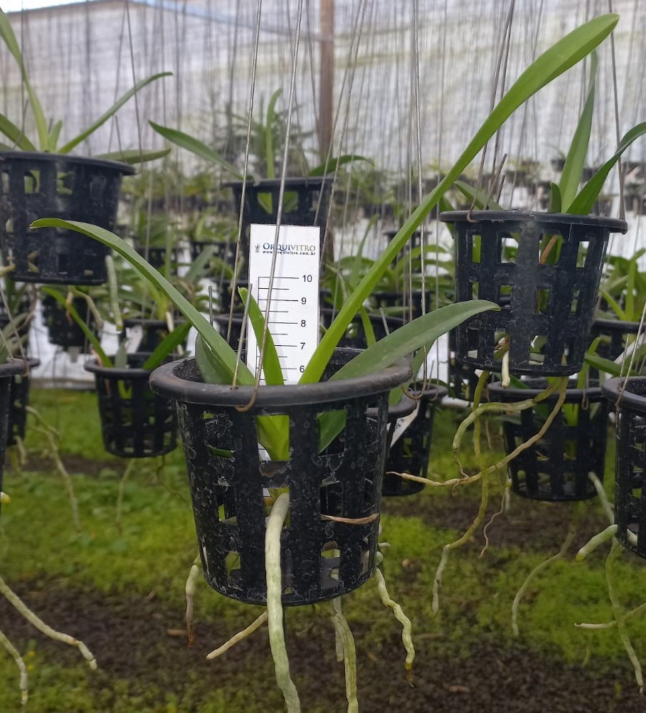 Kit - 4 Mudas De Orquídea Vanda