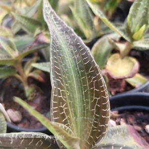 Goodyera malipoensis - Jewel Orchid - Orquídea Joia - Adulto