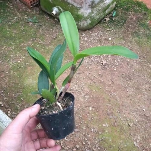Orquídea Cattleya harrissoniae x Cattleya intermedia
