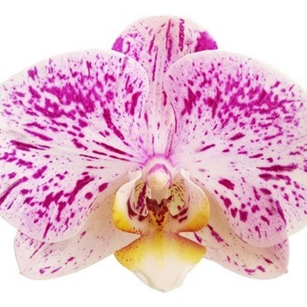 Orquídea Phalaenopsis Flor Lilás E Branca ! Planta Adulta ! - Orquiloja