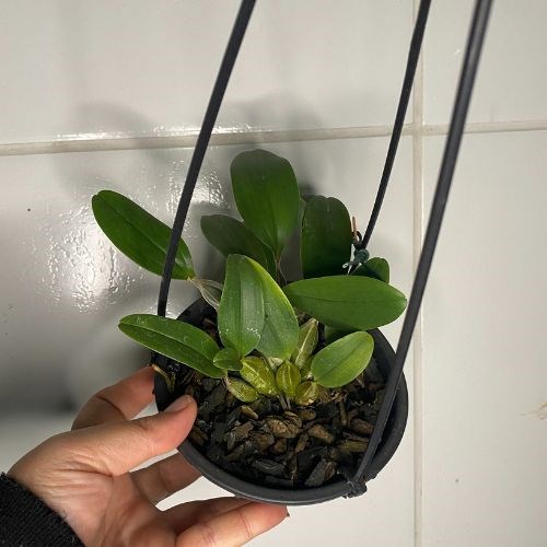 Dendrobium Agregatum