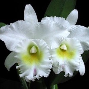 Orquídeas Blc. Pastoral Innocence
