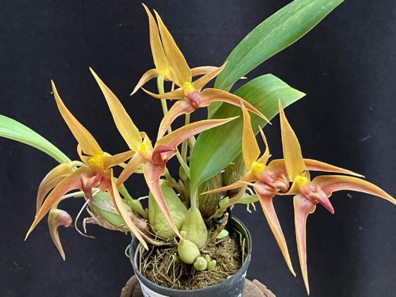 Bulbophyllum (lobbii x facetum)