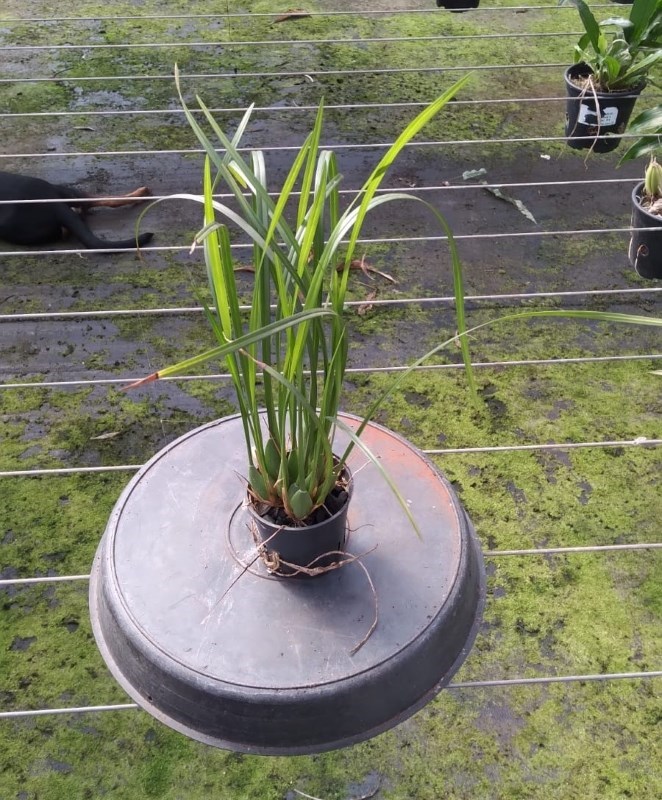 Maxillaria houtteana