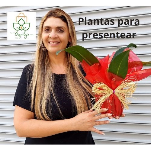 Folhagem Pacova para Presente Dia das Mães 