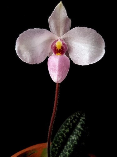 Orquídea Rara Sapatinho Paphiopedilum !  Planta Adulta !