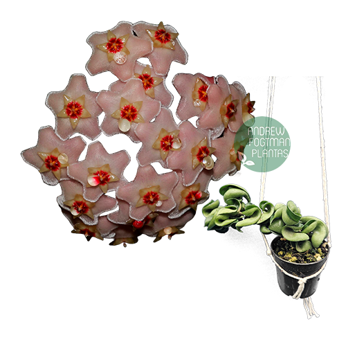 Flor de cera Hoya carnosa compacta muda enraizada no pote nº 6