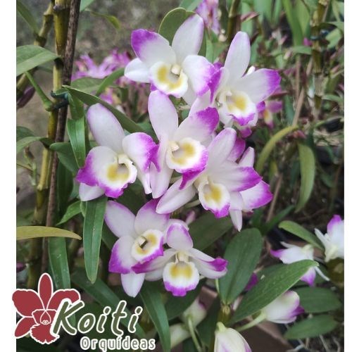 Orquídea Dendrobium Pink Rabbit - Adulto