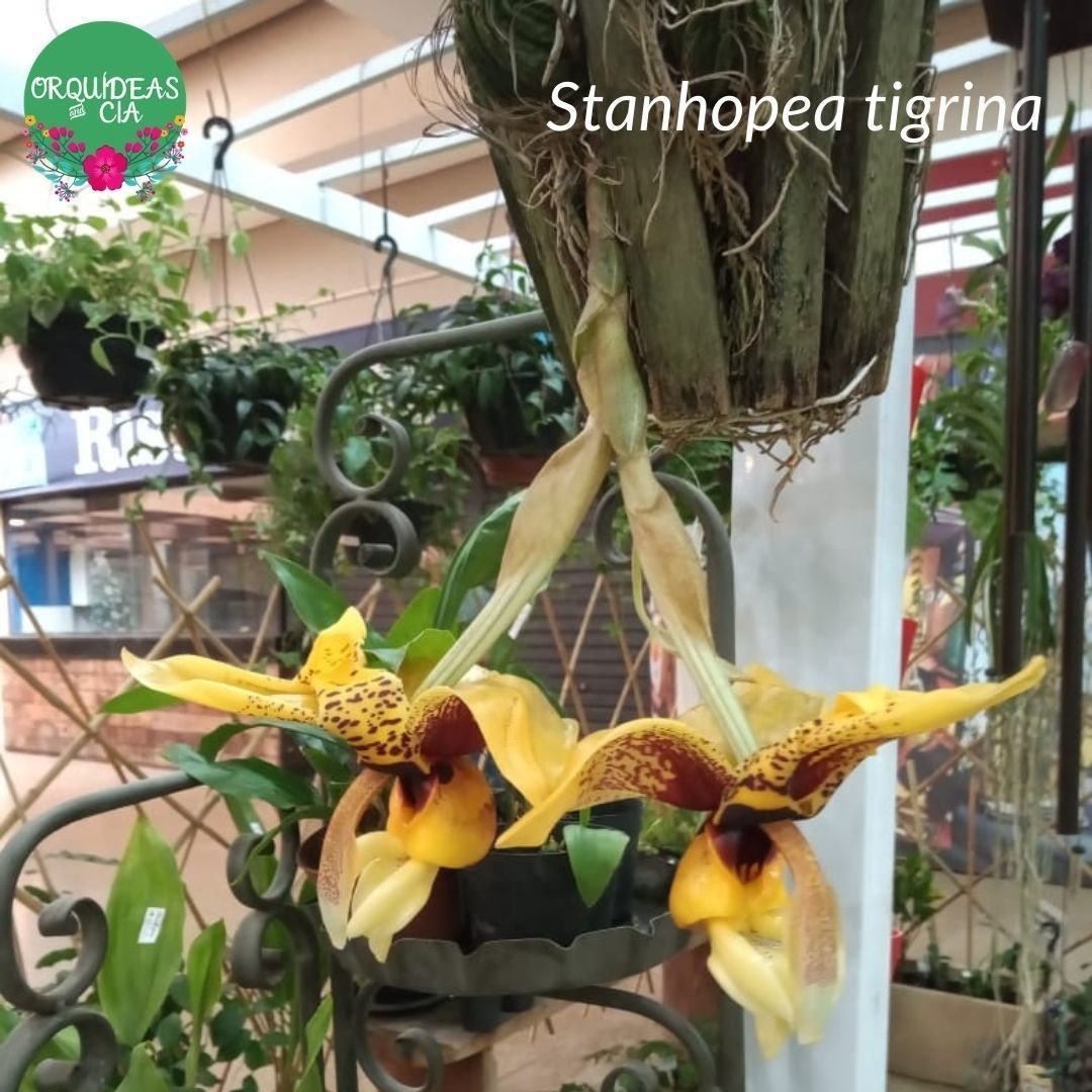 Orquídea Stanhopea tigrina
