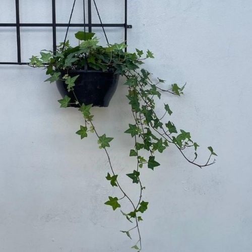 Folhagem Hera Estrela (Vaso de Cuia)