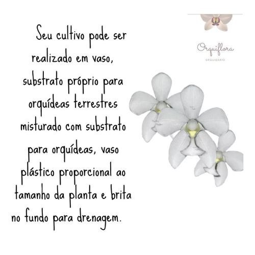 Orquídeas Spathoglottis Kimbaliana (amarela) + Spathoglottis Alba