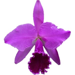 Orquídea Cattleya Labiata (helena X Nomura)