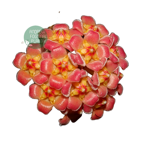 Flor de cera Hoya davidcumingii - muda enraizada no pote 6