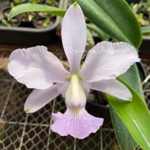 Orquídea Cattleya walkeriana Coerulea X C. violacea Coerulea A florir