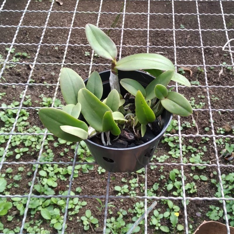 Myrmecophylla tibicinis